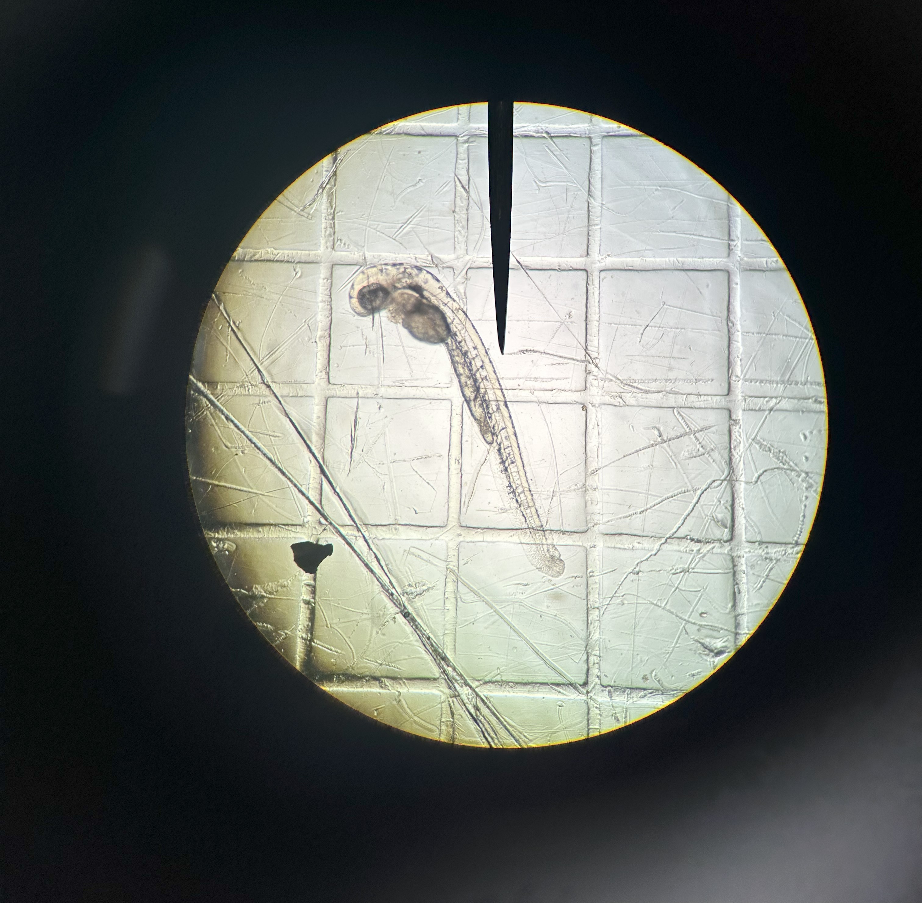 figure image