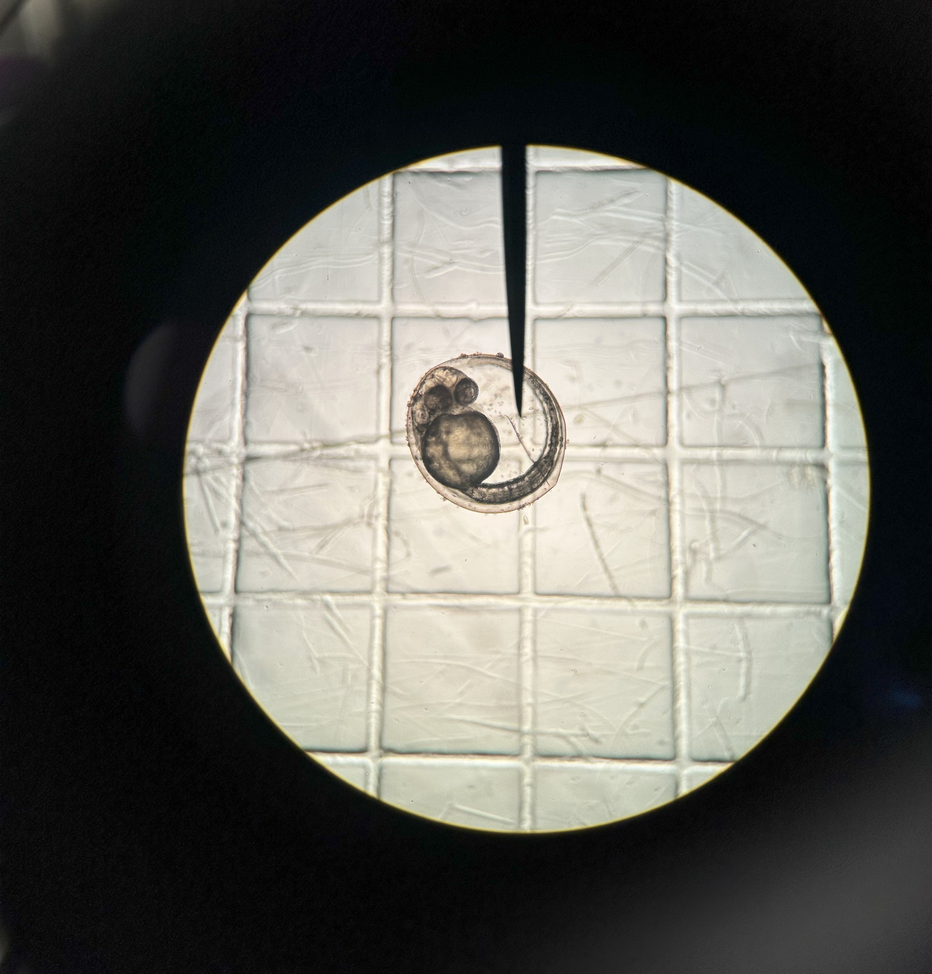 figure image