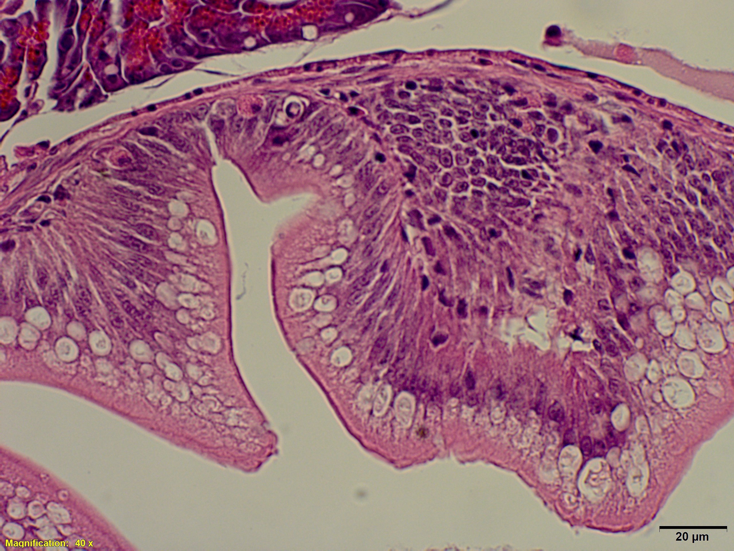 figure image