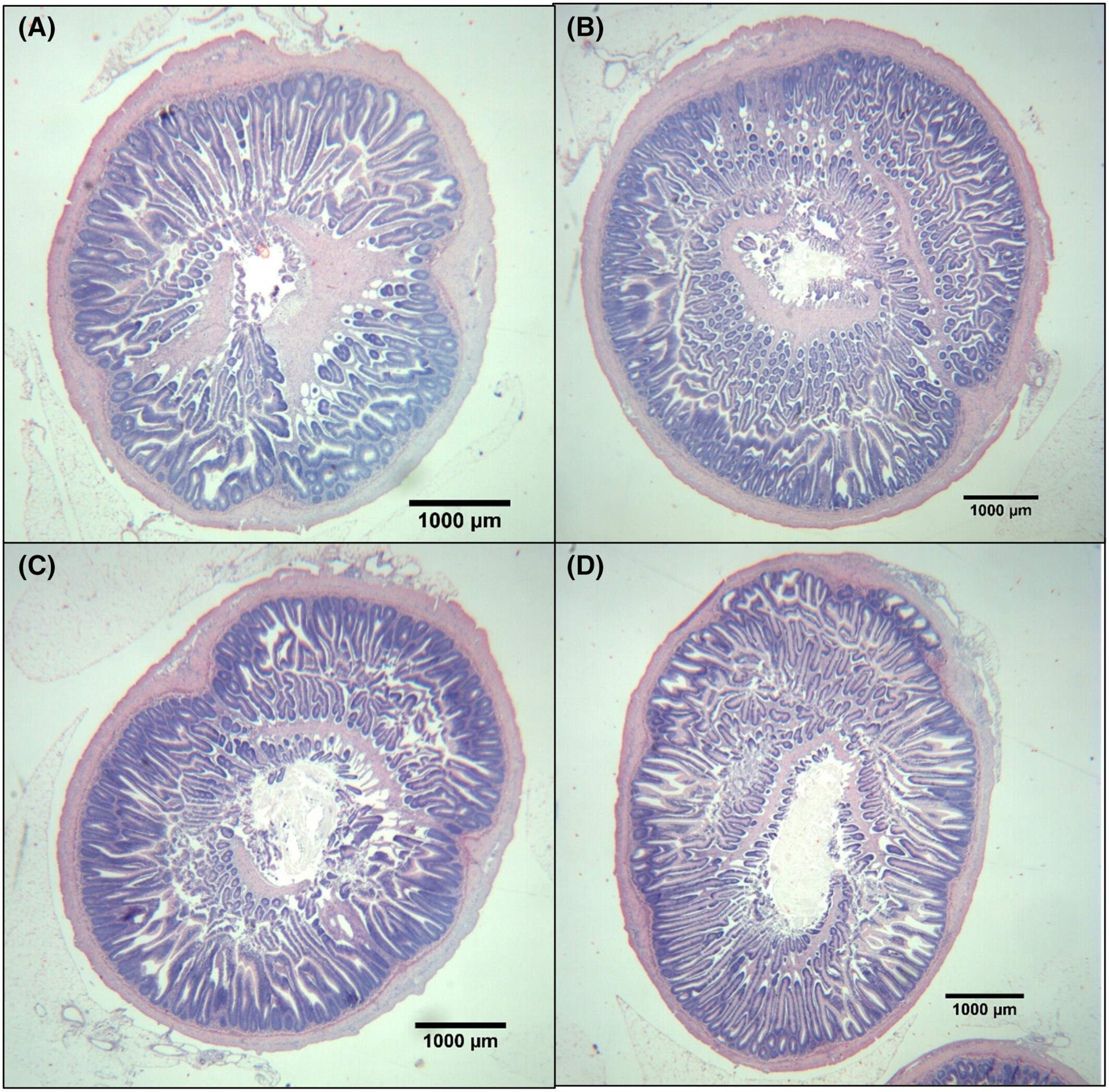 Partial and total replacement of soybean meal with a corn‐fermented protein product in Rainbow Trout feeds